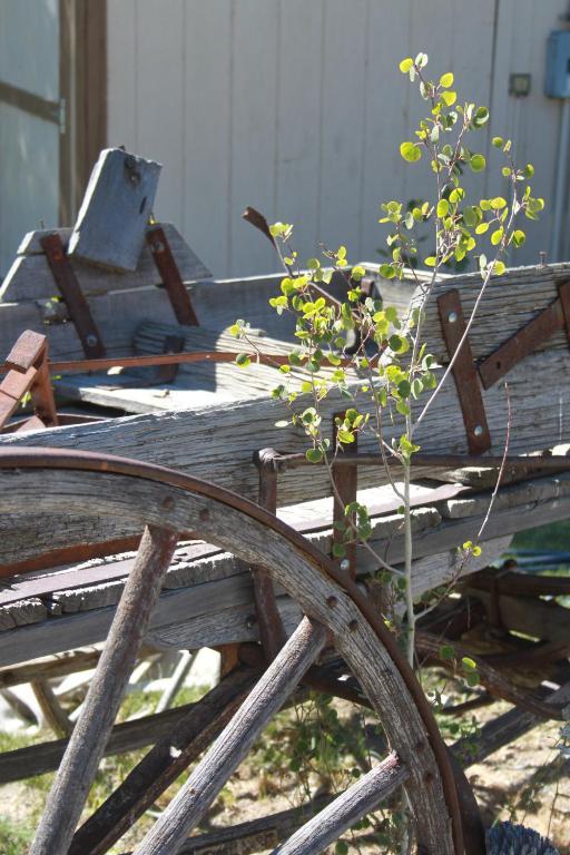 Virginia Creek Settlement